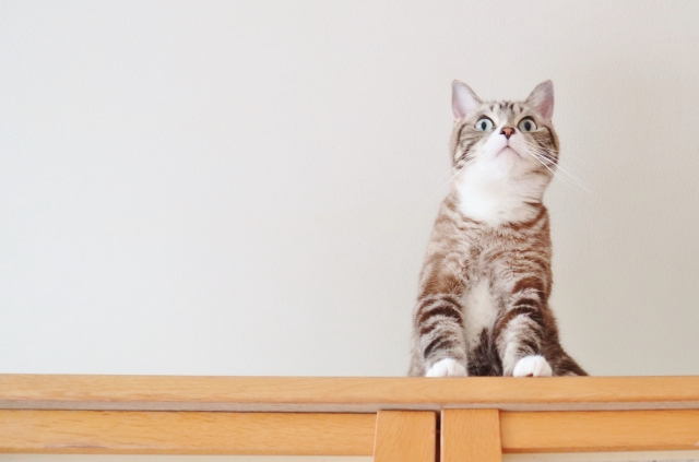上を見上げる猫